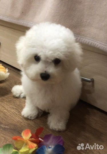 Бишон фризе, девочка с док