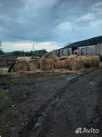 Коровы, бычки, телят