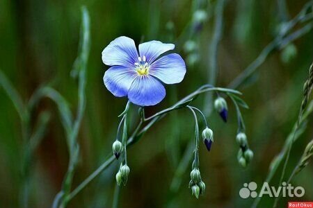 Семена цветов