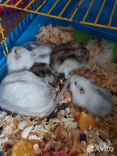 Джунгарский хомяк