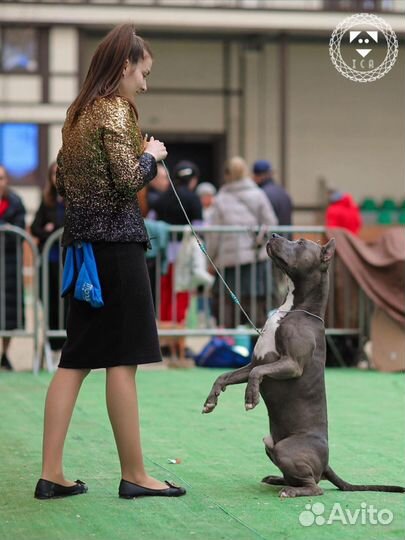 Вязка питбуль прайтер