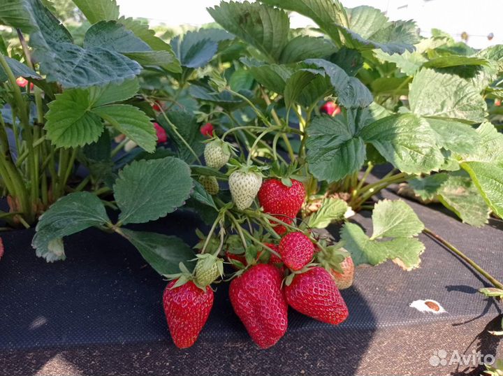 Саженцы клубники Мурано, закрытая корневая система