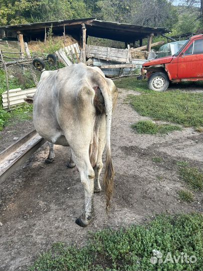 Корова на мясо