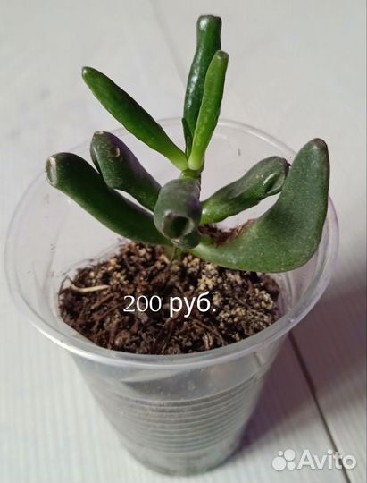 Аспарагус, педилантус, Крассула Хоббит