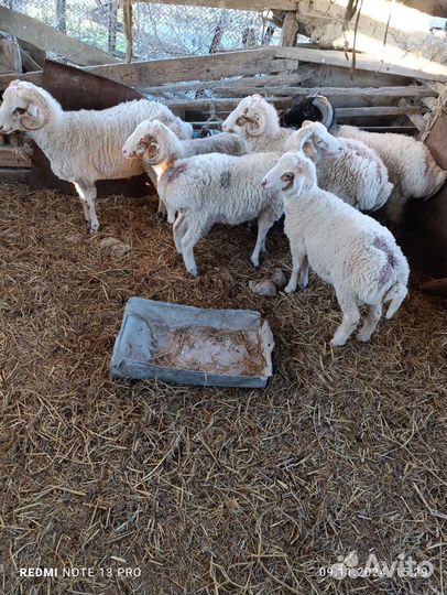 Овцы бараны
