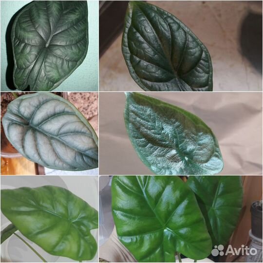 Алаонемы, Алоказии