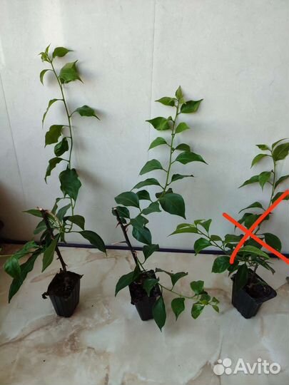 Бугенвиллия