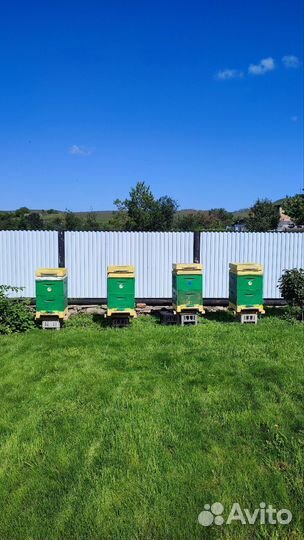 Пчелы Карника