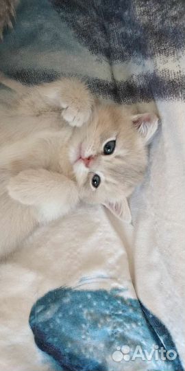 Голубое золото