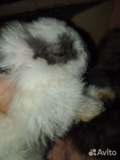 Крольчата 1,5 и 3 месяца