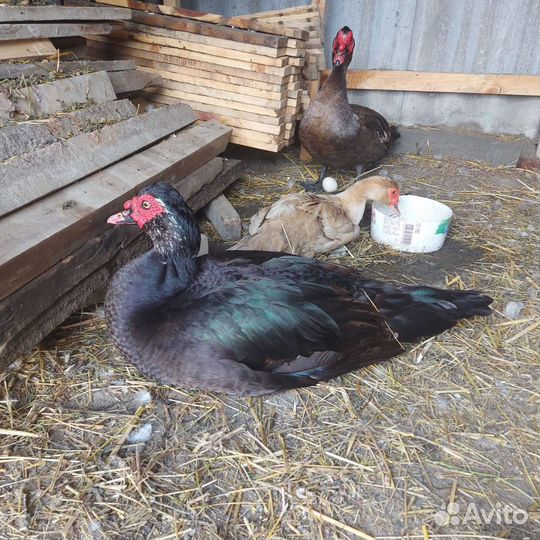 Утки селезень