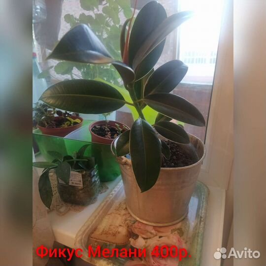 Фикус Милена, филодендроны