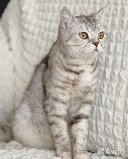 Молодая кошечка ищет дом