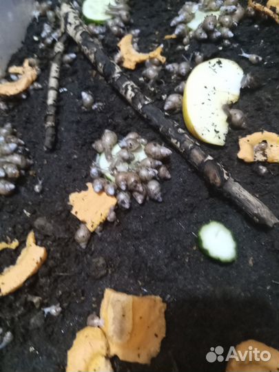 Улитки ахатины