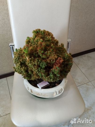 Кактус цереус