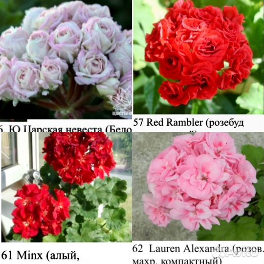 Пеларгонии сортовые