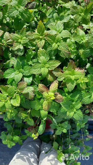 Лекарственные растения