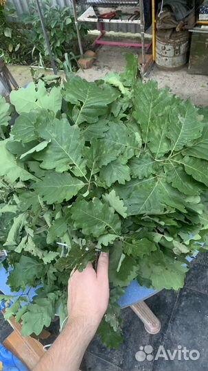 Банные веники, дубовые веники для бани