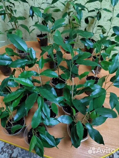 Фикус Бенджамина Даниэль