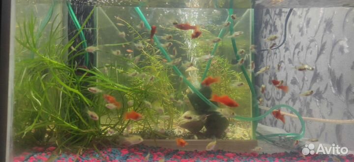 Аквариумные рыбки