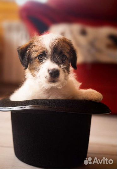 Джек Рассел терьер