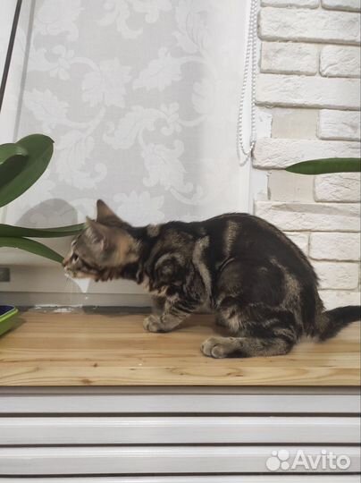 Бенгальский котёнок