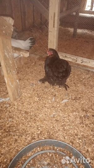 Молодые петухи карликовые кохинхины