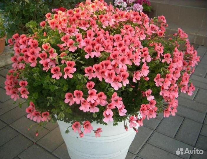 Пеларгонии Ангелы