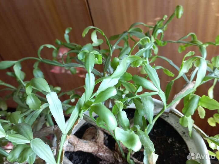 Декабрист ваша цена