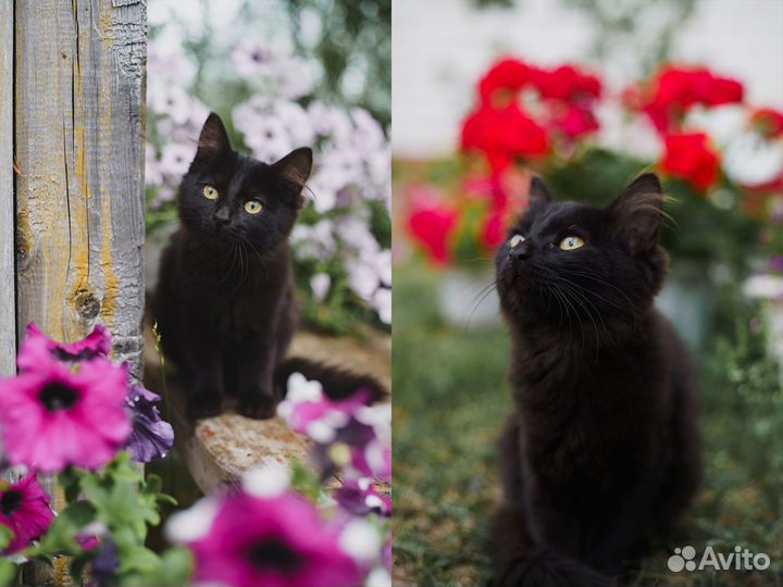 Отдаем сладких котиков за шоколадку