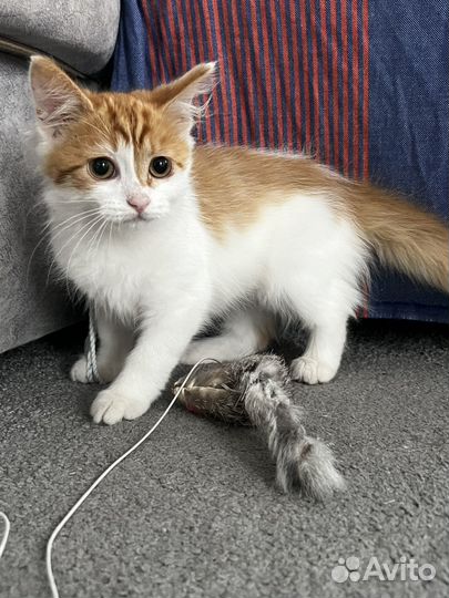 Кошка в дар