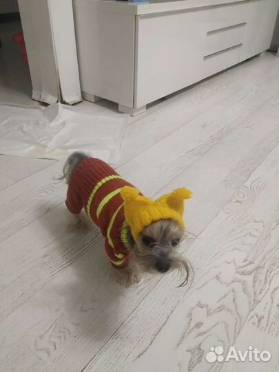 Вязаные кофты и шапки для собак