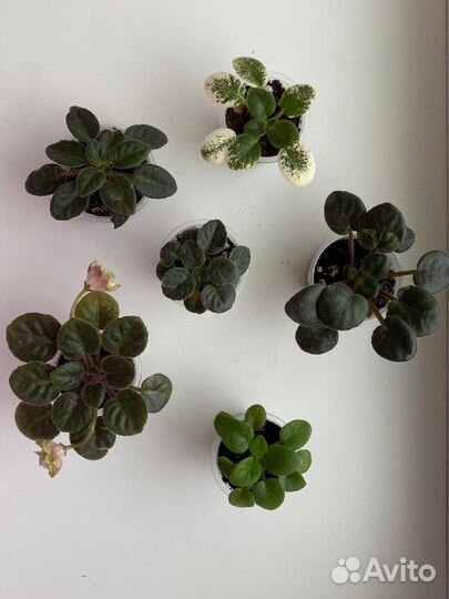 Детки сортовых фиалок в наборах