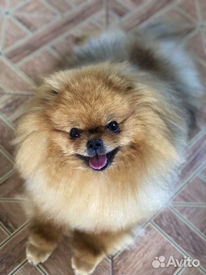 Шпицы мишки