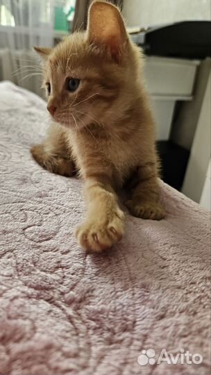 Котята