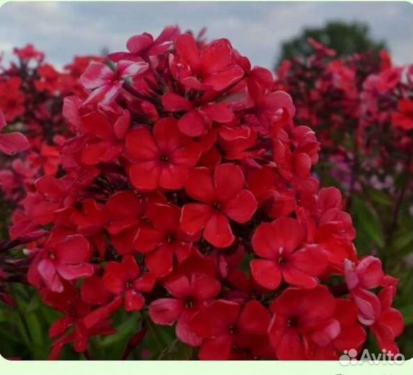 Флоксы сортовые