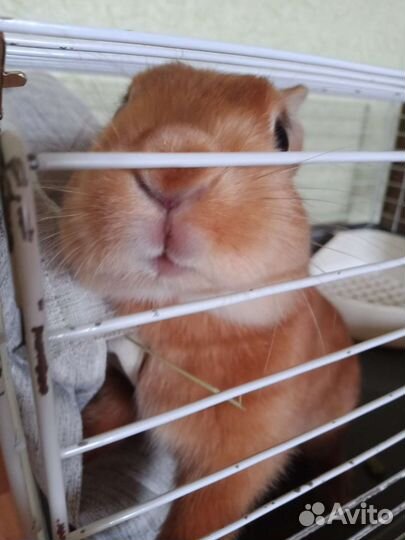 Передержка грызунов