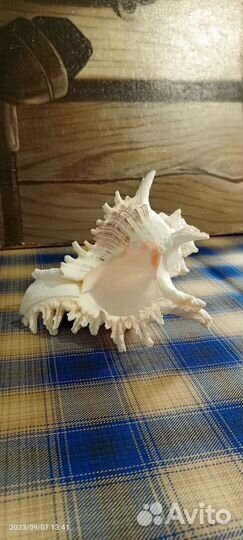 Ракушка морская большая