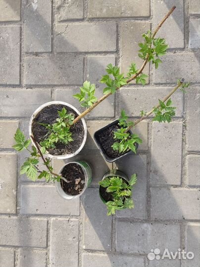 Ежемалина Кумберленд