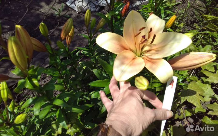 Луковичные растения