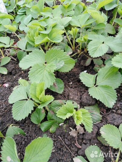 Клубника рассада