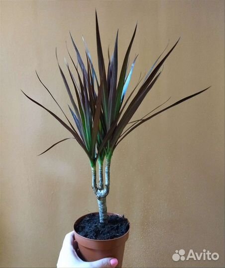 Драцена Маргината Маджента / Marginata Magenta