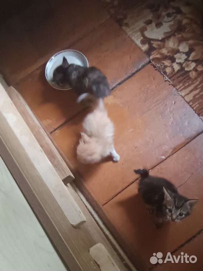 Котята бобтейл