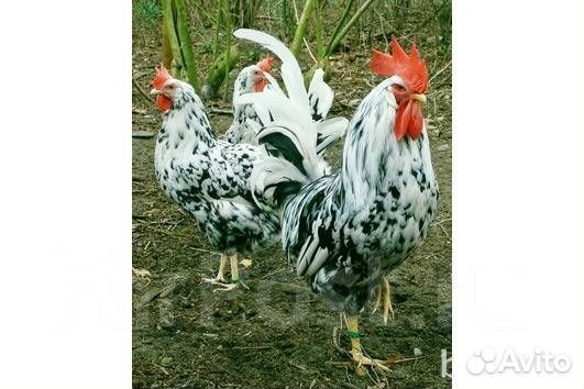 Куры и петухи породистые