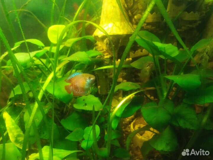 Аквариумные рыбки