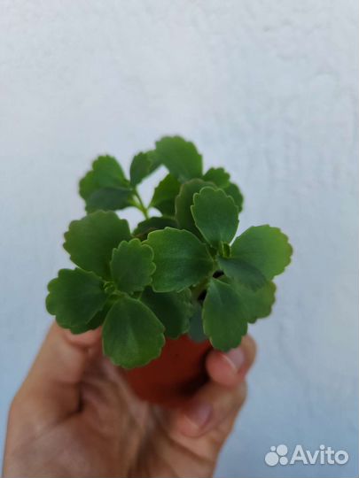 Комнатные цветы каланхоэ