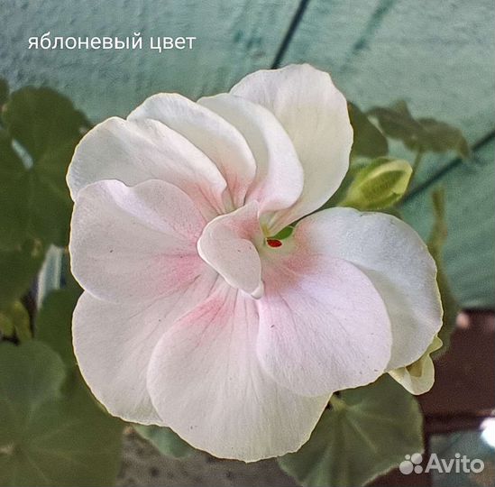 Пеларгонии сортовые