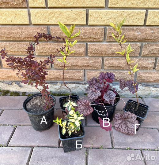 Многолетники для сада