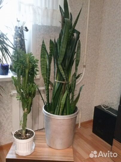 Комнатные цветы