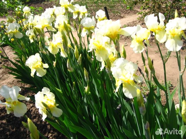 Ромашка многолетняя